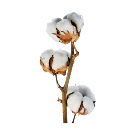 Collection image for: Trockenblumen