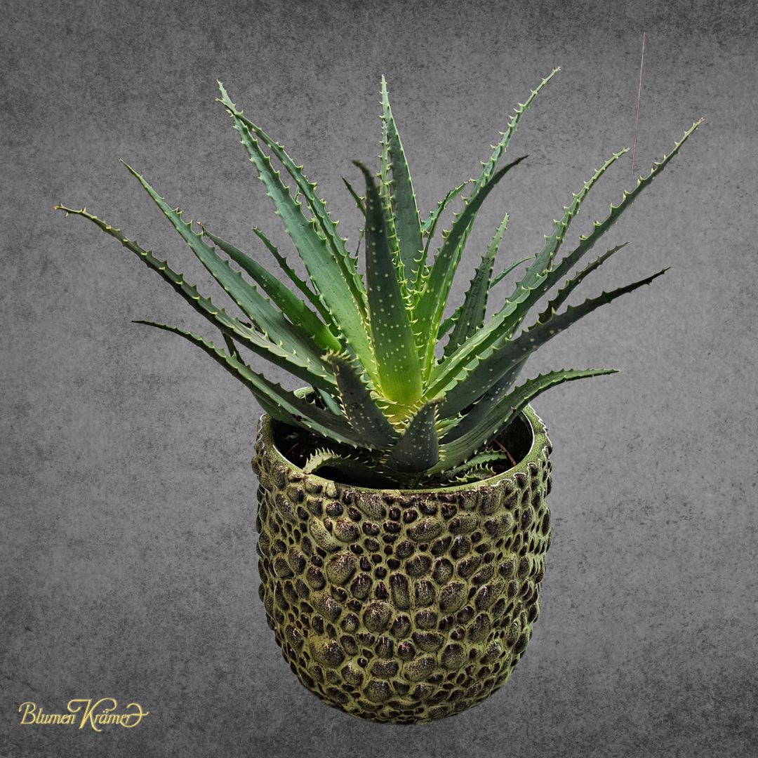 aloe vera arborescens plant Aloe arborescens – Blumen Krämer AG