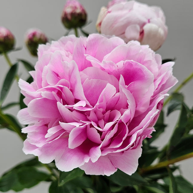 Pfingstrosen rosa zum Muttertag online kaufen Zürich