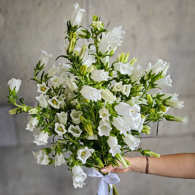Campanula