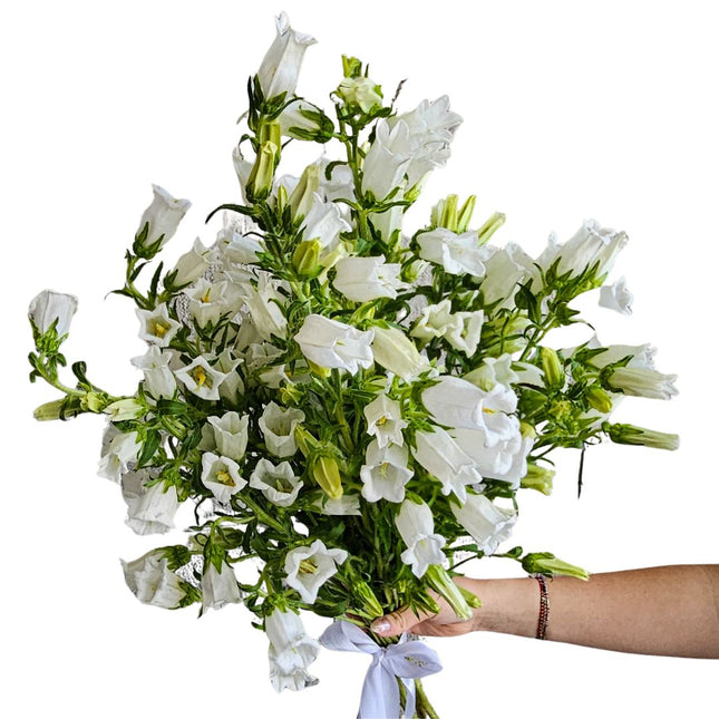Campanula Blumen online kaufen in Zürich als Geschenk liefern lassen
