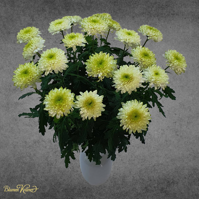 Chrysanthemen