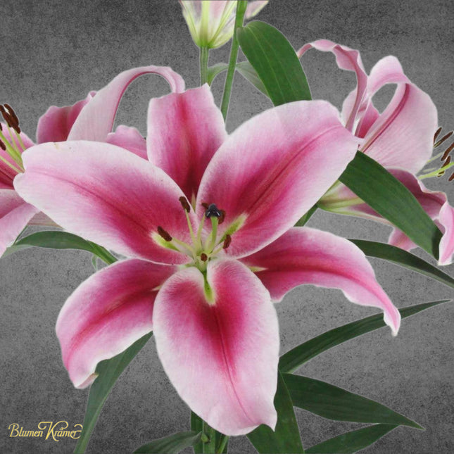 Fragrant lilies