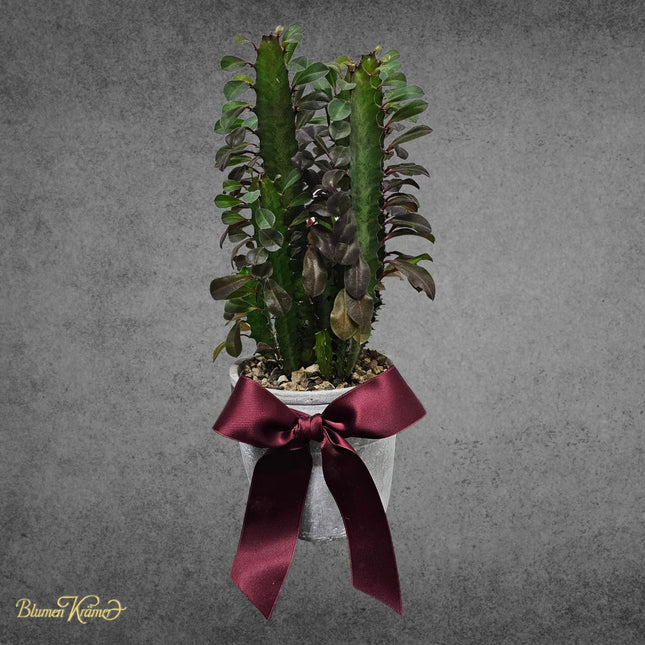 Euphorbia Trigona