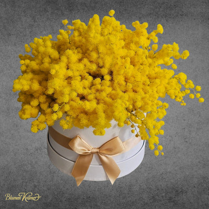 Mimosa Blumenbox zum Frauentag in Zürich kaufen gelbe Mimosen mit Lieferung