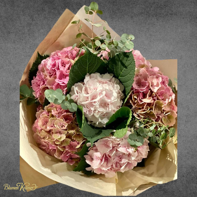 Hydrangea