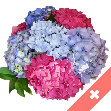 Schweizer Blumen Hortensien aus dem Tessin online bestellen Zürich