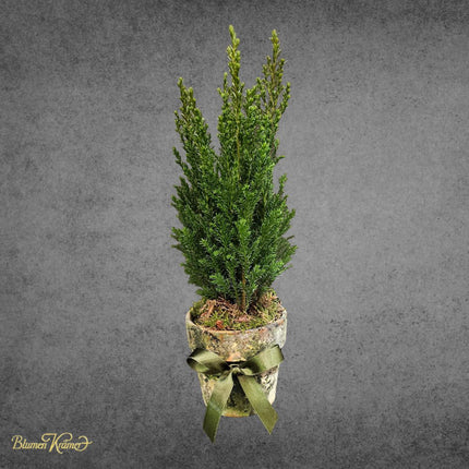 Mini Taxus