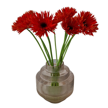 Gerbera