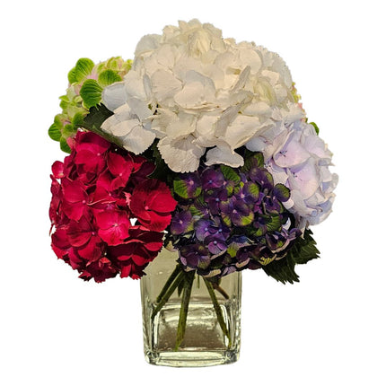 Hydrangeas colorful