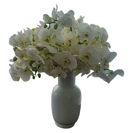 Orchids