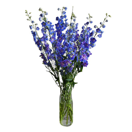 Blauer Rittersporn Blumenstrauss mit hohen eleganten Blüten