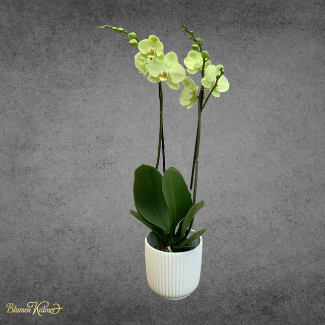 Orchid Lime Green