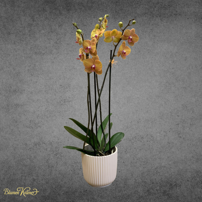 Orchidee Orange