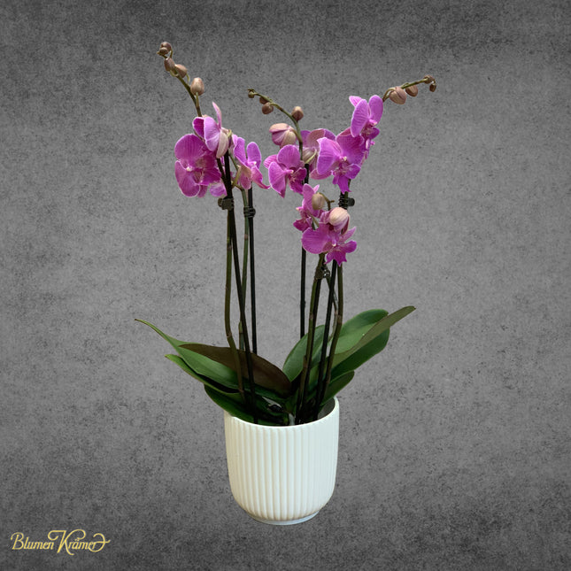 Orchidee Rosa