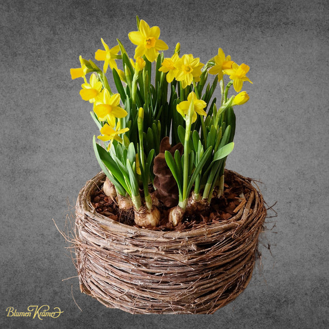 Daffodils