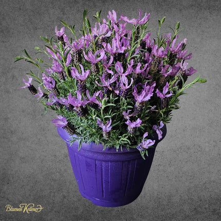 Lavendel Pflanze im violetten Topf kaufen Zürich Lieferung Geschenk Muttertag