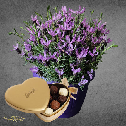 Lavendel Pflanze im violetten Topf kaufen Zürich Lieferung Geschenk Muttertag mit Sprüngli Schokolade