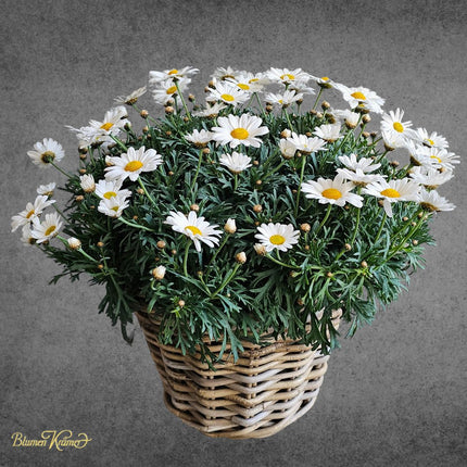 Margeritenpflanze im Korb kaufen Zürich weisse Blüten Geschenk Lieferung