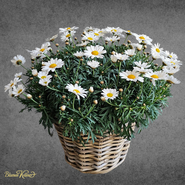 Margeritenpflanze im Korb kaufen Zürich weisse Blüten Geschenk Lieferung