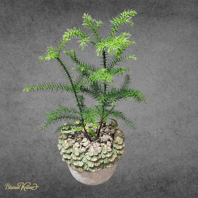 Zimmertanne für Weihnachtsdekoration in Zürich verschicken