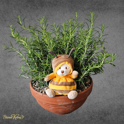 Rosmarinschale mit Bienenteddy und duftendem Rosmarin – Kräuterpflanze Zürich Geschenk online bestellen