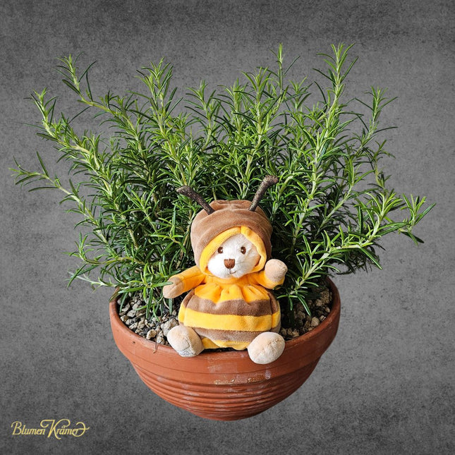 Rosmarinschale mit Bienenteddy und duftendem Rosmarin – Kräuterpflanze Zürich Geschenk online bestellen