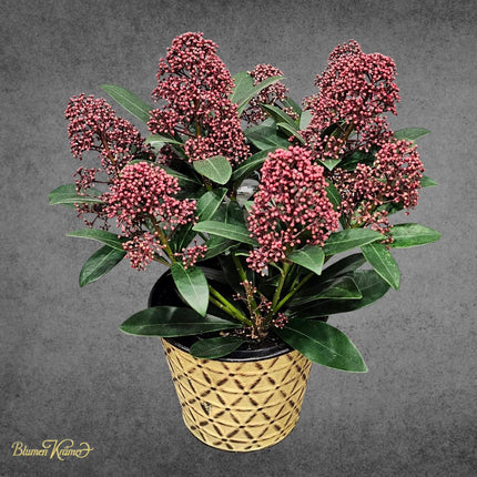 Skimmia Pfänzchen im dekorativen Topf mit grünen Blättern und Knospen aus Zürich