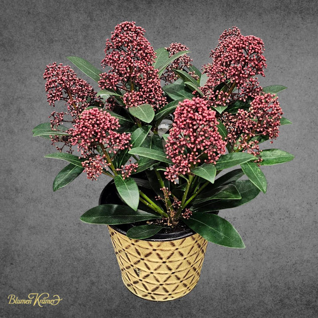 Skimmia Pfänzchen im dekorativen Topf mit grünen Blättern und Knospen aus Zürich