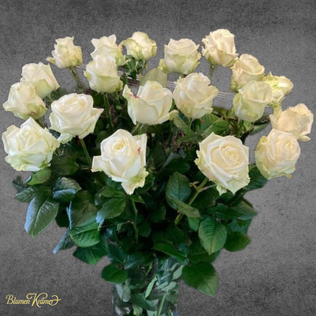 Roses Avalanche White