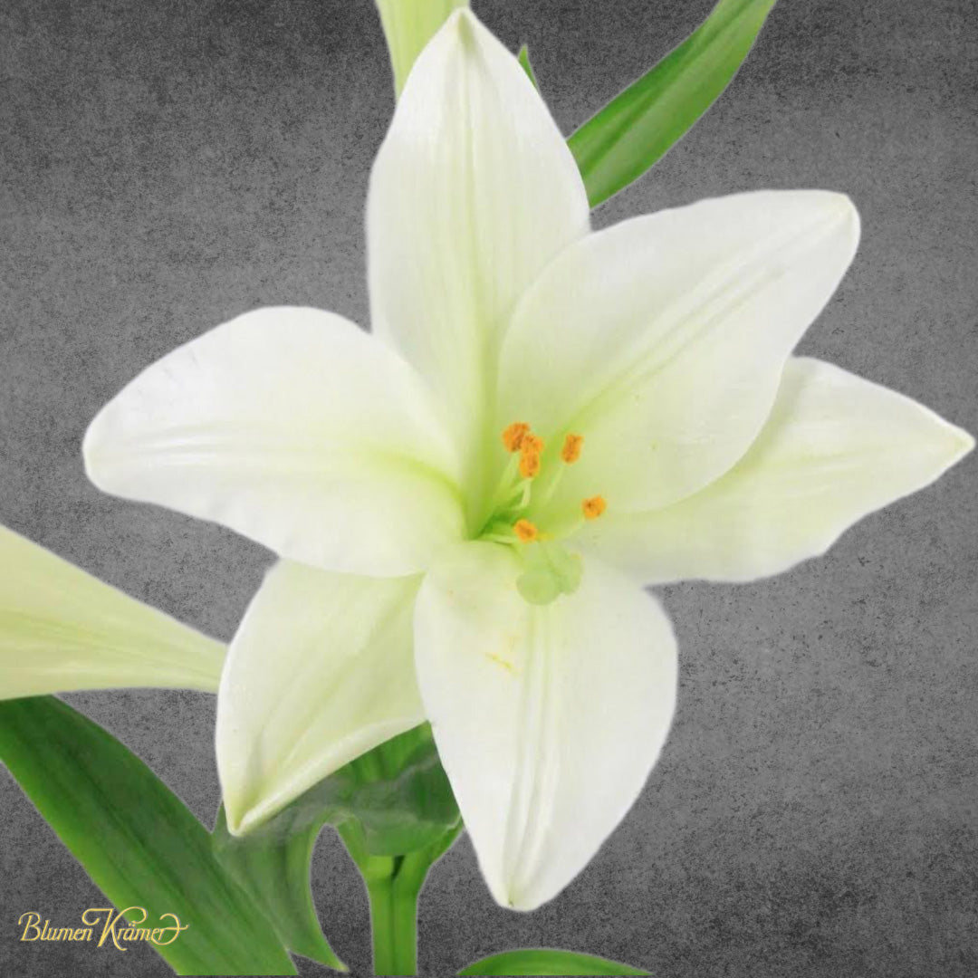 white trumpet lily flower essence Trumpet Lilies – Blumen Krämer AG
