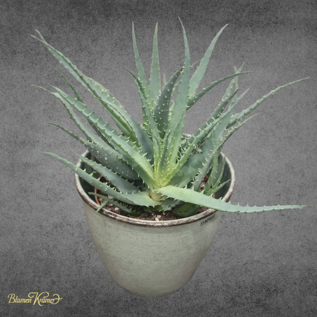Aloe arborescens mit Topf