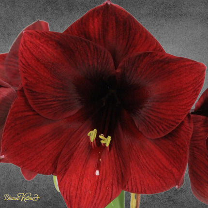 maryllis Schnittblume aus Zürich mit leuchtenden Blüten in Rot, Lachs oder Weiss bringt festliche Eleganz in jedes Zuhause vershicken in Zürich