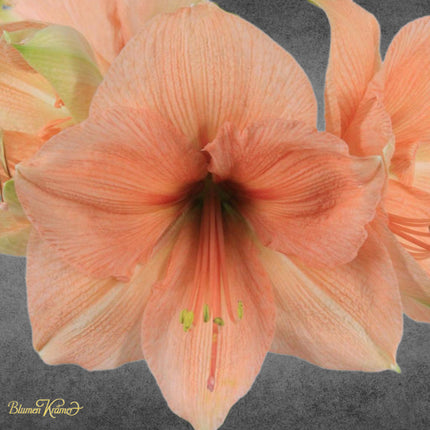 maryllis Schnittblume aus Zürich mit leuchtenden Blüten in Rot, Lachs oder Weiss bringt festliche Eleganz in jedes Zuhause