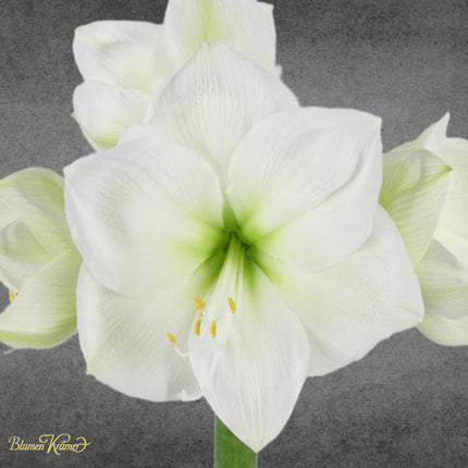 maryllis Schnittblume aus Zürich mit leuchtenden Blüten in Rot, Lachs oder Weiss bringt festliche Eleganz in jedes Zuhause online bestellen