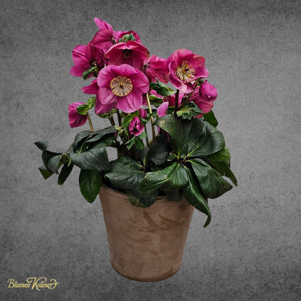 Christrosen in Weiss und Rosa für Winterdekoration und Weihnachten in Zürich verschicken