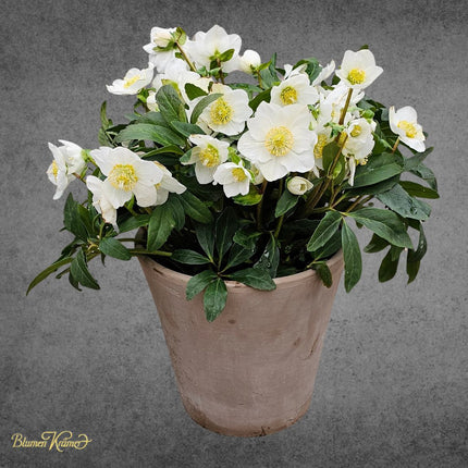 Christrosen in Weiss und Rosa für Winterdekoration und Weihnachten in Zürich kaufen