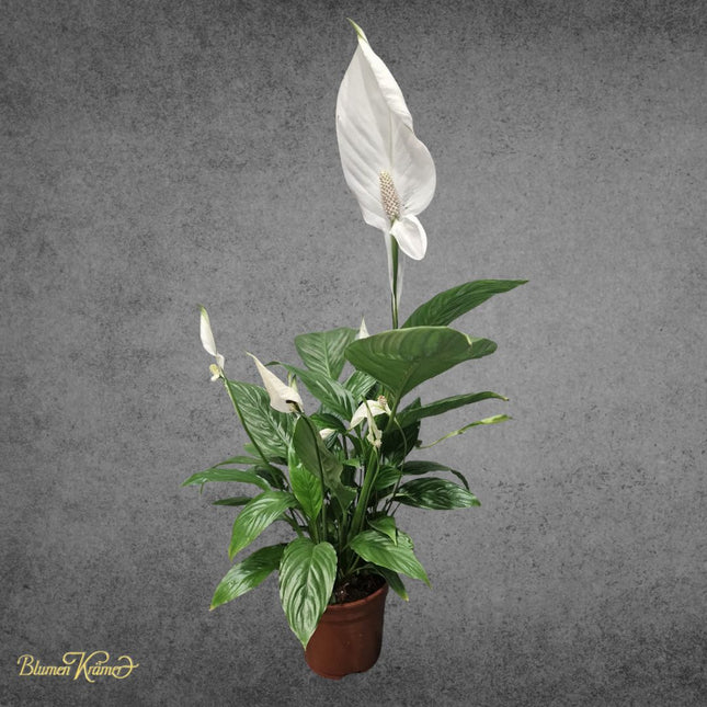 Peace Lily