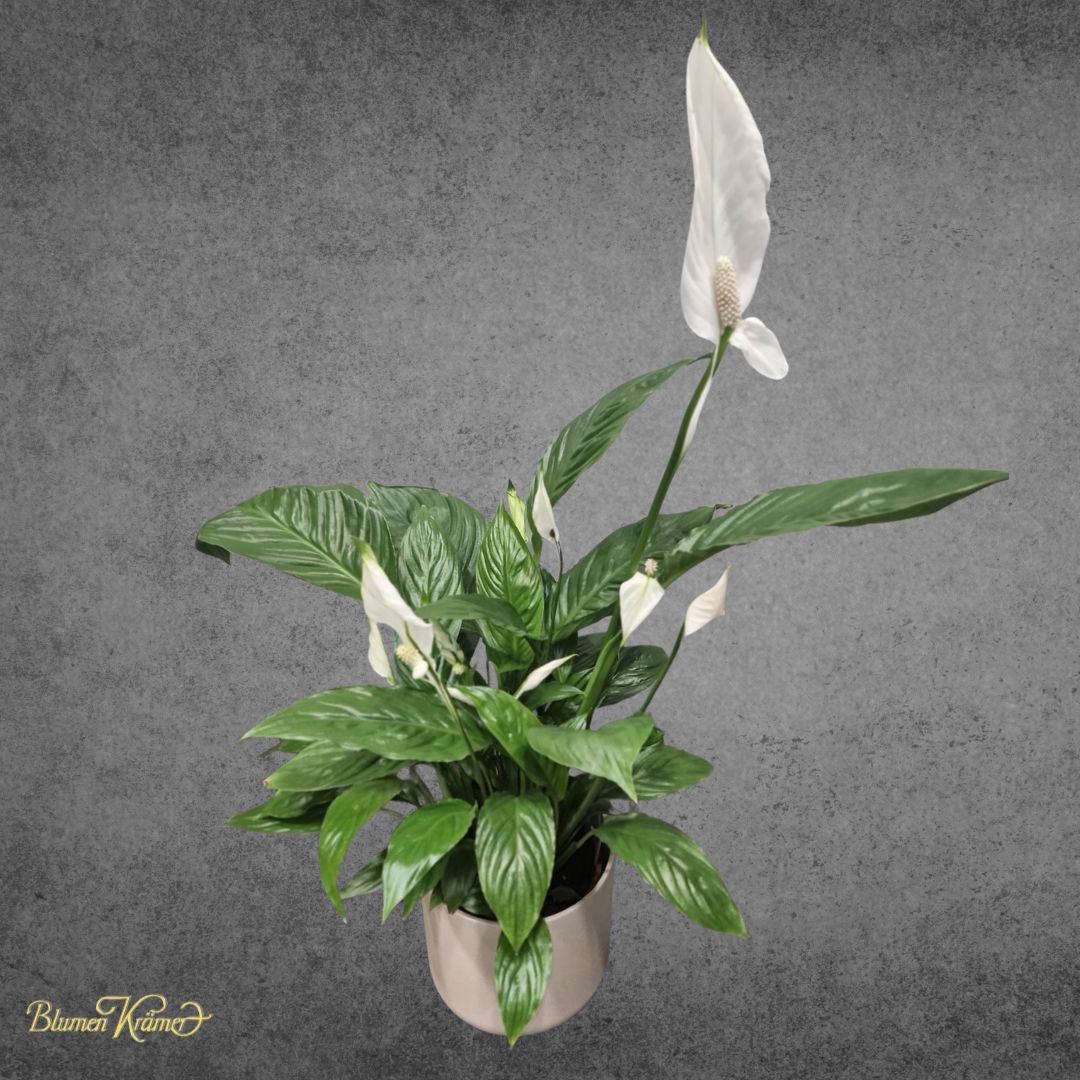 is peace lily poisonous to dogs Buy peace lilies online for more peace and harmony – Blumen Krämer AG