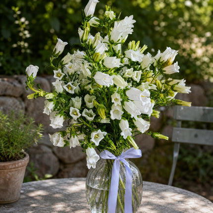 Campanula Blumen online kaufen in Zürich als Geschenk liefern lassen