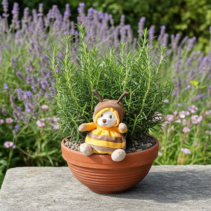 Rosmarinschale mit Bienenteddy und duftendem Rosmarin – Kräuterpflanze Zürich Geschenk liefern Zürich