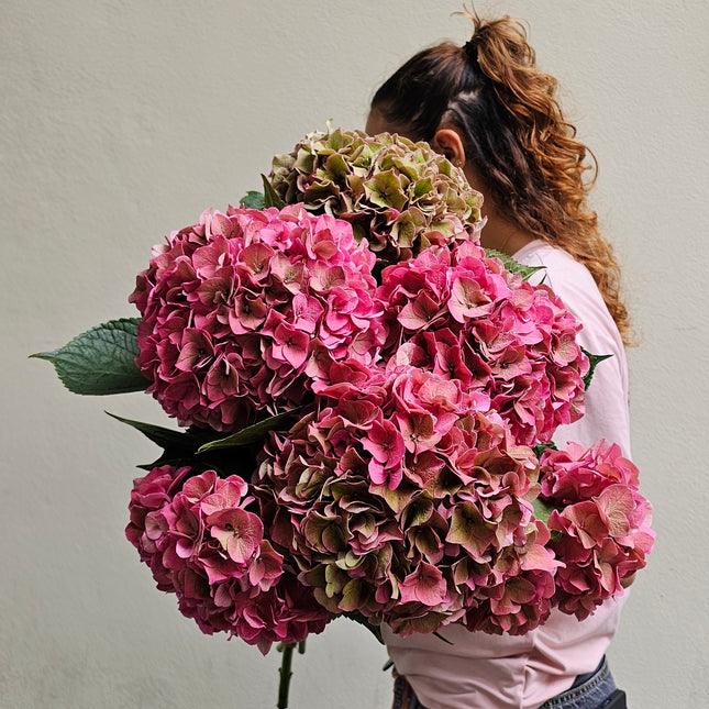 Hortensien Monostrauss pink mit üppigen Blüten