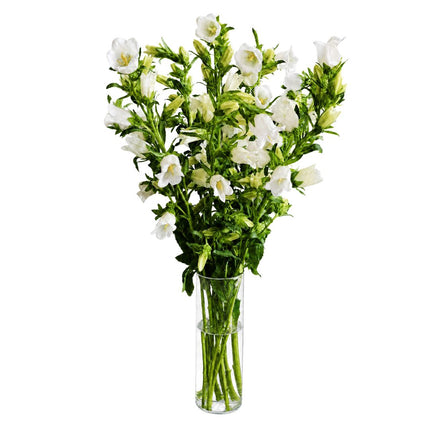 Bellflower