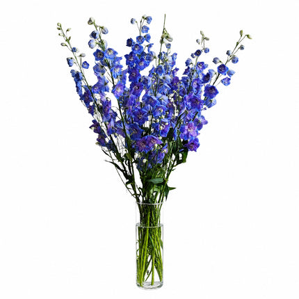 Blauer Rittersporn Blumenstrauss mit hohen eleganten Blüten