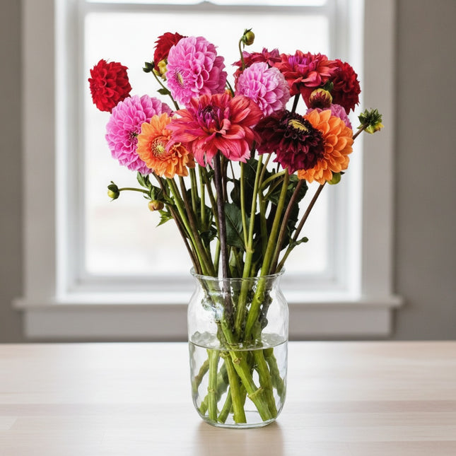Dahlien