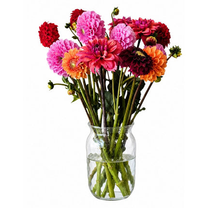 Dahlien