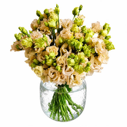 Lisianthus