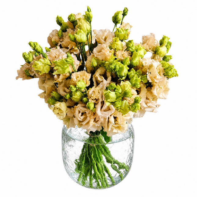 Lisianthus