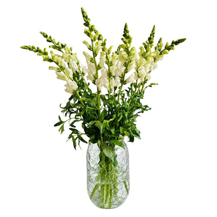  Weisses Löwenmäulchen Monobouquet mit eleganten Blüten