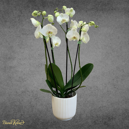 Exotische Pflanzen, weisse Orchideen online bestellen in Zürich